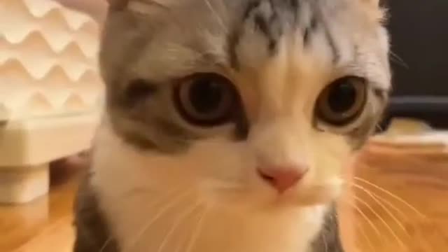 cute kitten meowing