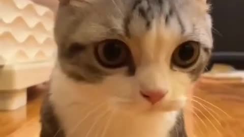 cute kitten meowing