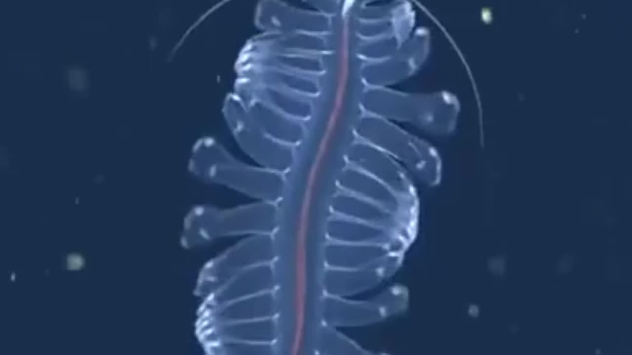 Top 3 invisible animal facts