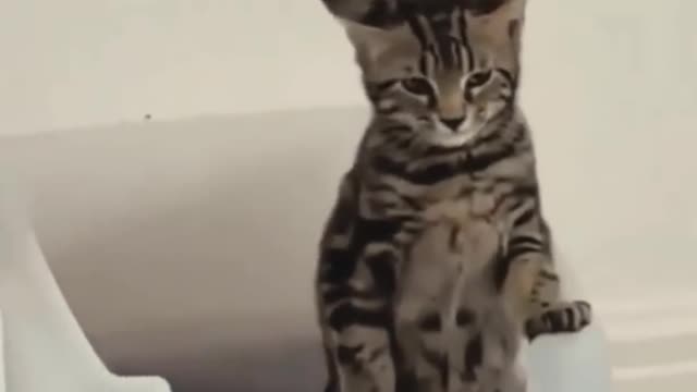 I'm concentrating here | Funny Cat 😂