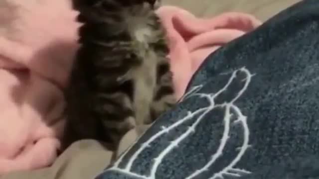 Cat Funny Videos...( baby cat )