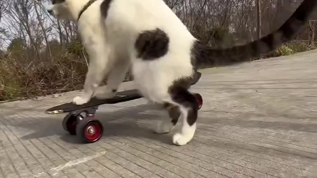 scooter cat