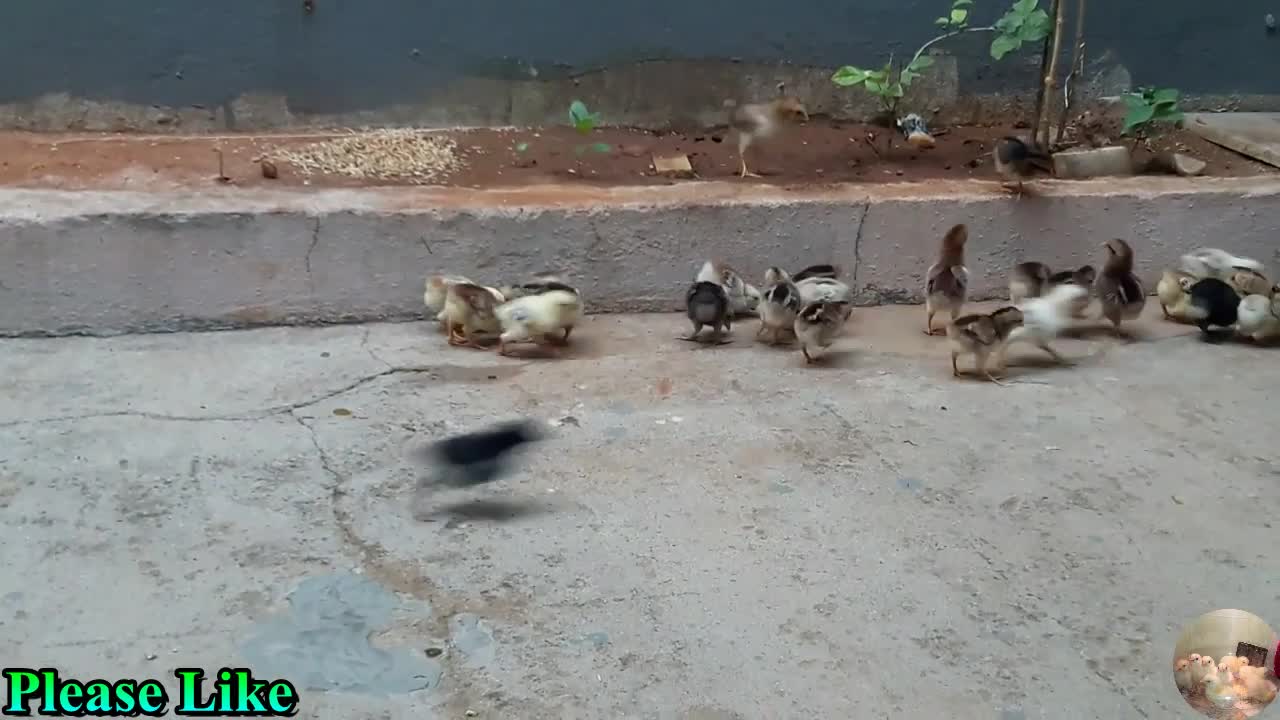 Baby Chickens Growth 4 Days Old Baby Chicks