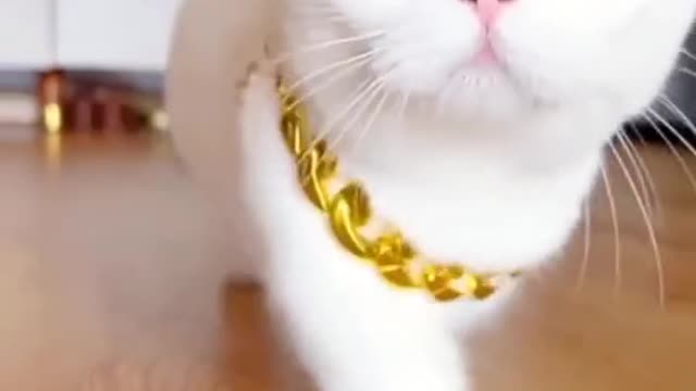 White cat video