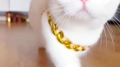 White cat video