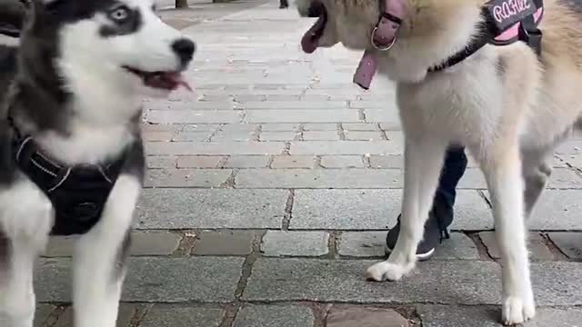 Husky vs. Husky