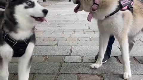 Husky vs. Husky