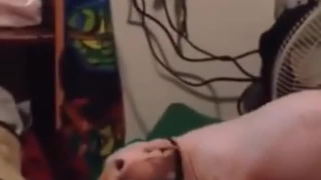 Top Super Funny Cat Videos #1 - Cats Being Cats