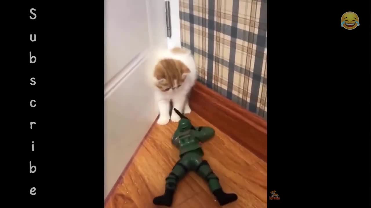 cat video funny