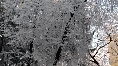 Let it snow. Snow on the trees