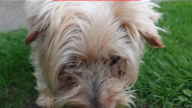 Mitch the 18 year old Norfolk Terrier blind and deaf but happy