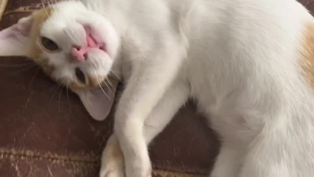 A cat immersed in a comfortable massage