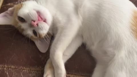 A cat immersed in a comfortable massage