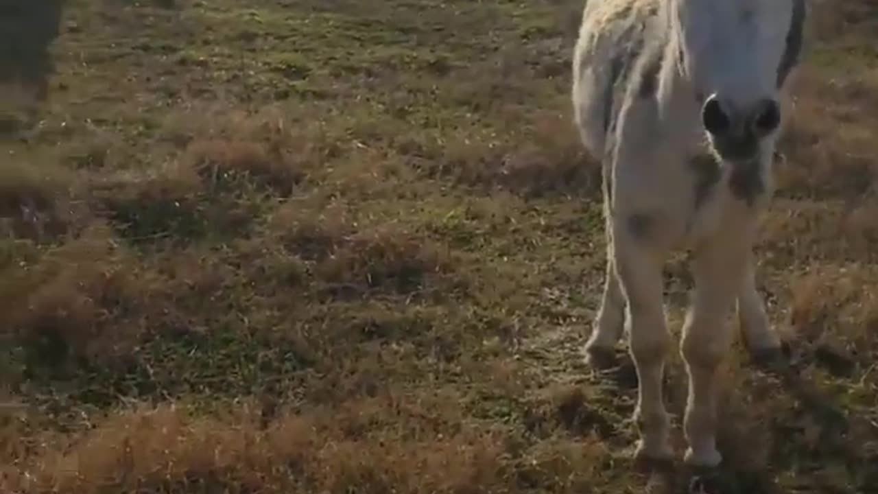 Funny Crazy Donkey Video