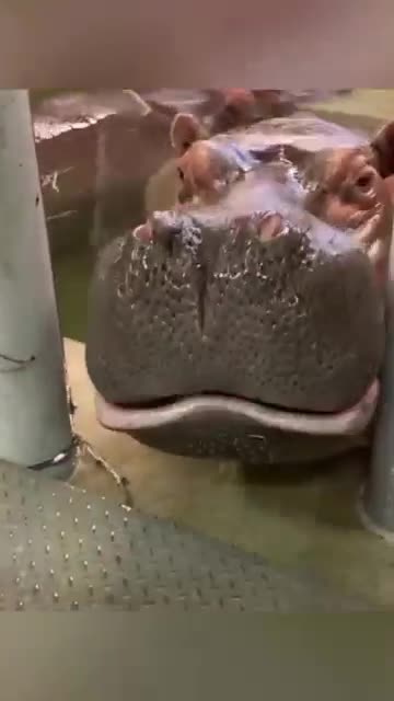 Hippo tries to eat snow for the first time