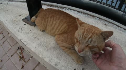 Homeless cats in UAE, Ras Al Khaimah: ED SHEERAN & MICHAEL JACKSON #cats #MichaelJackson #EdSheeran