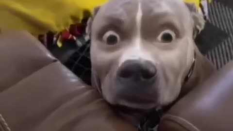 Funny animals videos