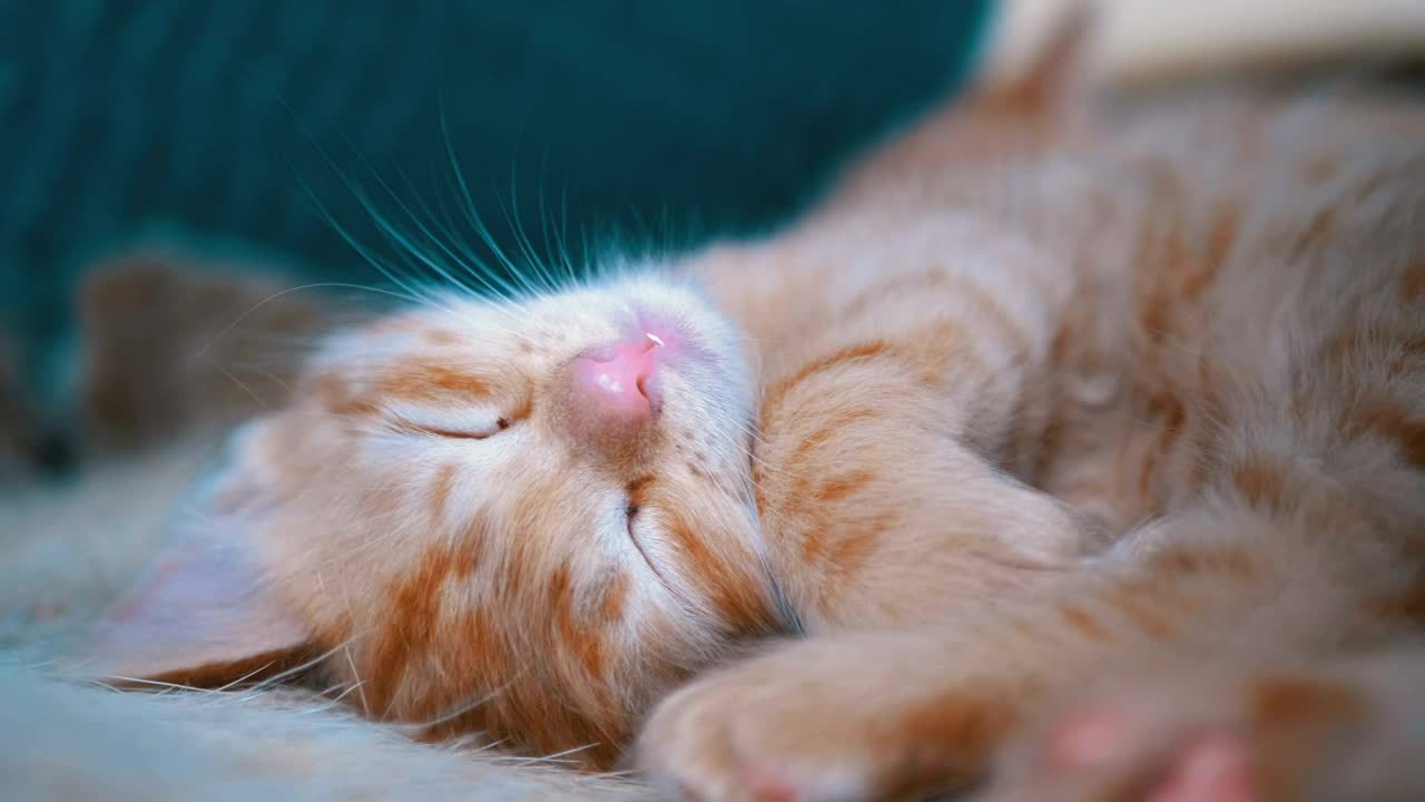 Cute red kitten sleeping in the couch