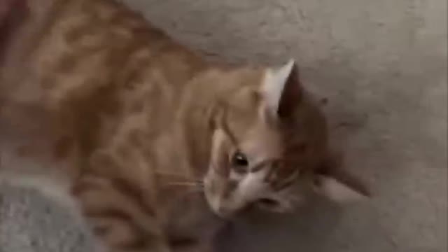 funny animal videos