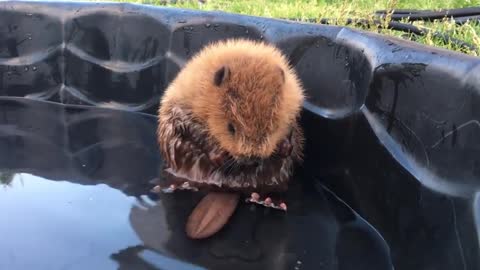 Baby beaver are sweet moment