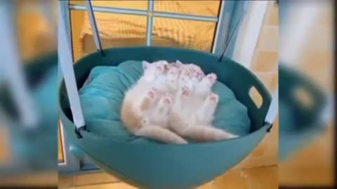 funny dogs and cats.Try to not laugh