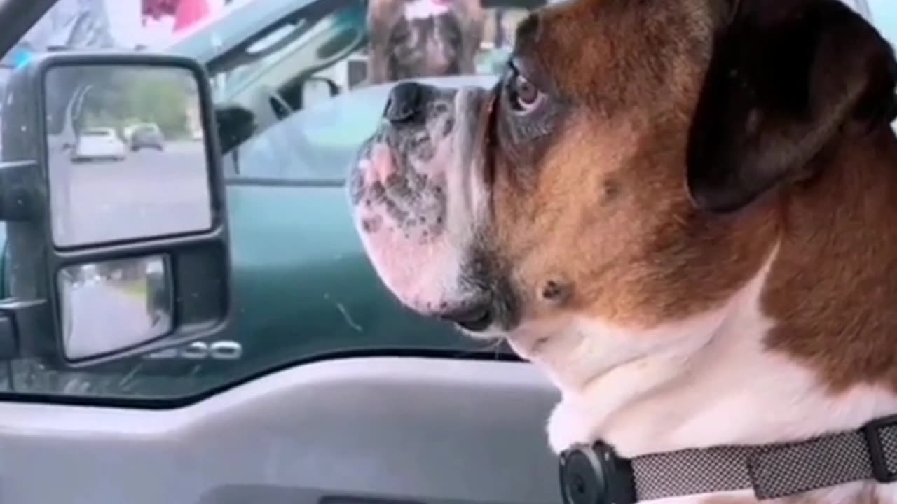 Funny videos about dogs.