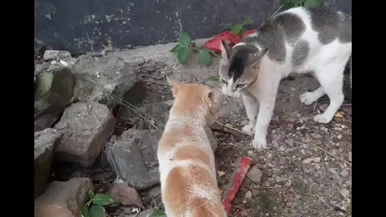 Two cats fight.