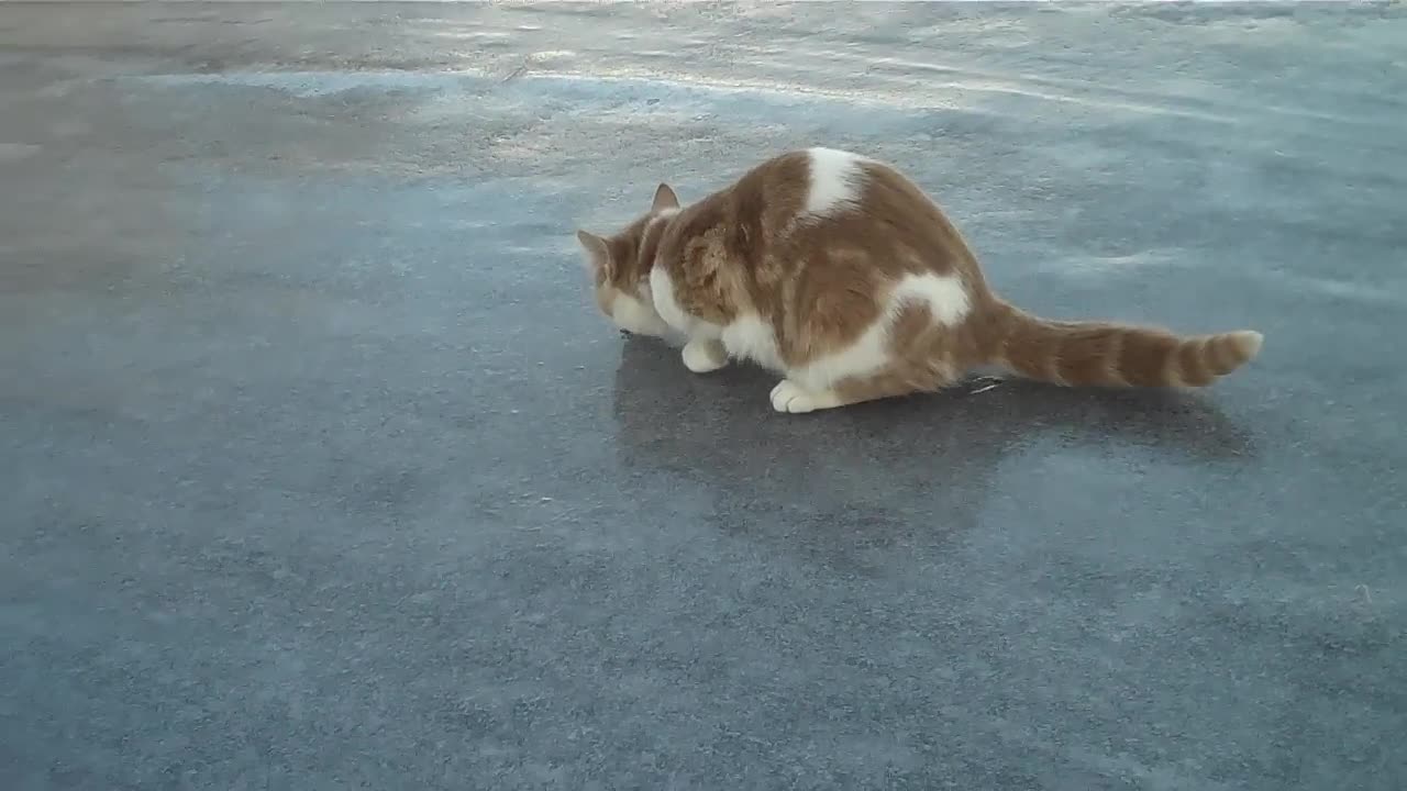 Cat on ice.