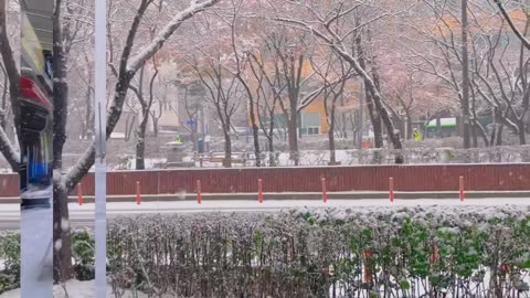 Beautiful South Korea snowfall time