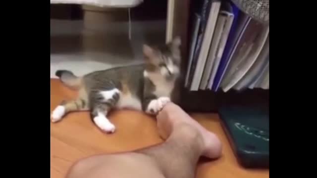 CAT VIDEO FANNYCAT