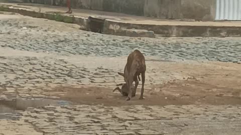 Mama dog Trying to Take Puppy Home