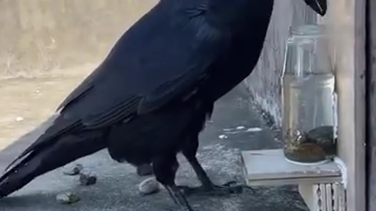 Viral video