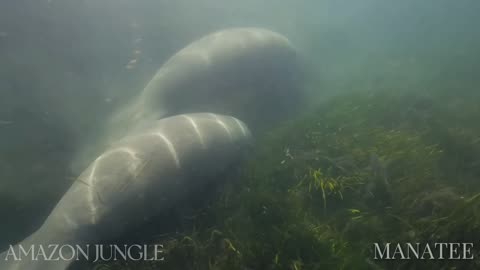 Manatee