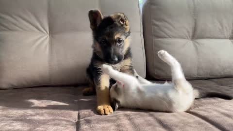 German Shepherd Puppy and Kitten Playing [TRY NOT TO LAUGH]