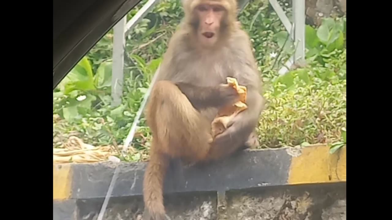 Monkey Eating Food ...