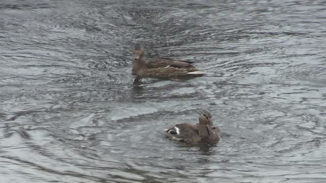 Bobcat & Mallard - Yellowstone National Park