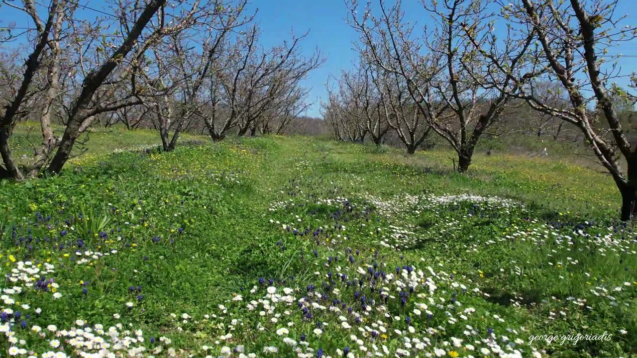 Spring by george grigoriadis