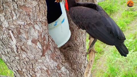 Bird Destroys Its Own Research Camera