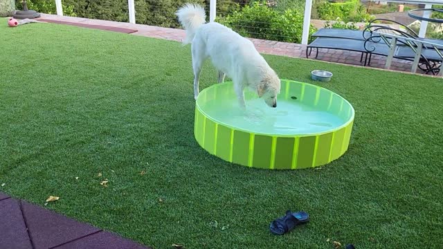 Reggie first plunges into pool