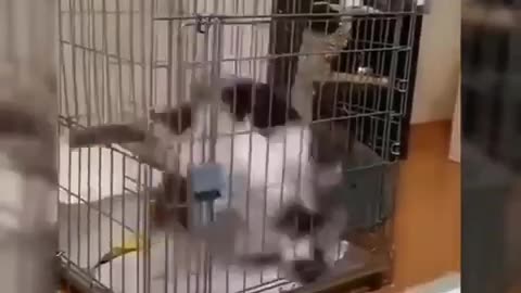 When you’re Cat🐱🐱 whatched Naruto with you 🤣🤣