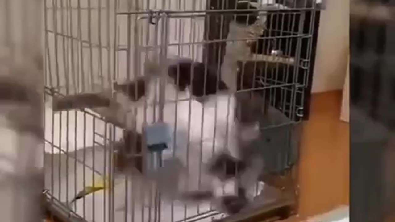 When you’re Cat🐱🐱 whatched Naruto with you 🤣🤣