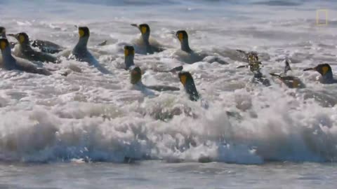 Go Inside an Antarctic 'City' of 400,000 King Penguins — Ep. 4 | Wildlife: Resurrection Island