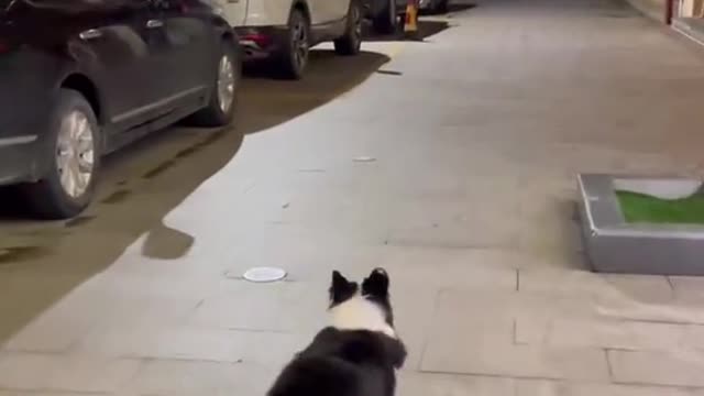 Little Kirky Running in the Night