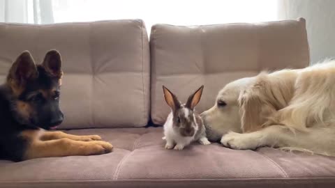 Golden Retriever and German Shepherd Puppy Meet New Baby Rabbit