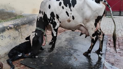 Cow 🐄🐮 give birth