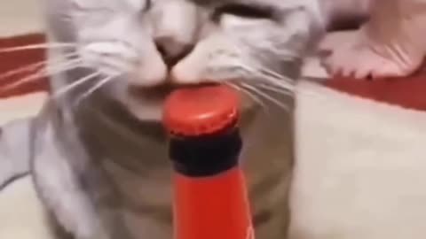 Funny Random Cat Video