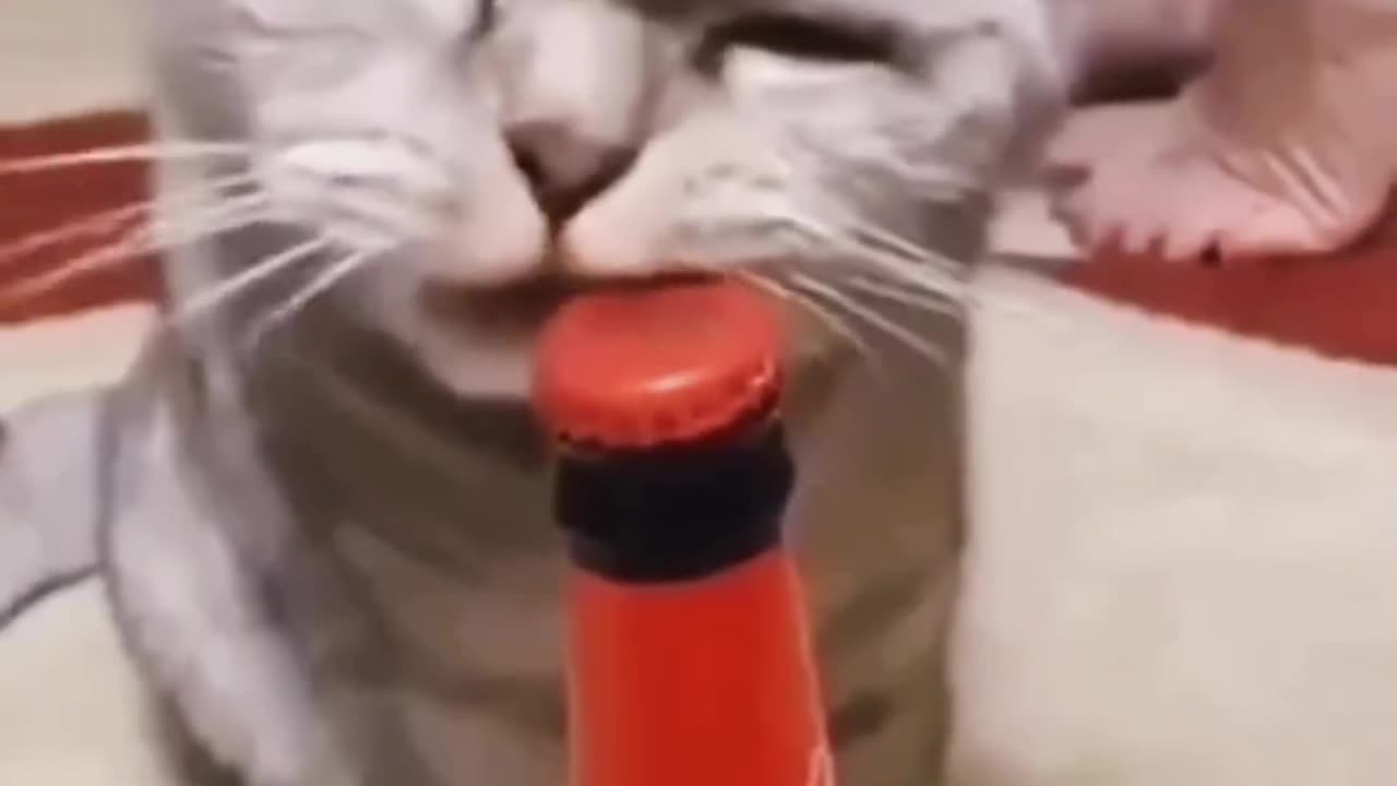 Funny Random Cat Video