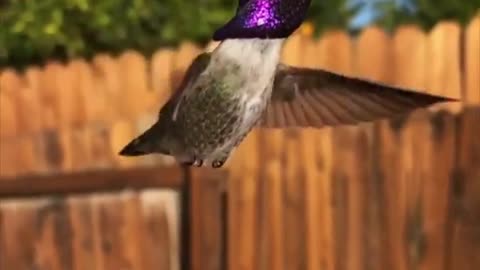 Majestic Bird