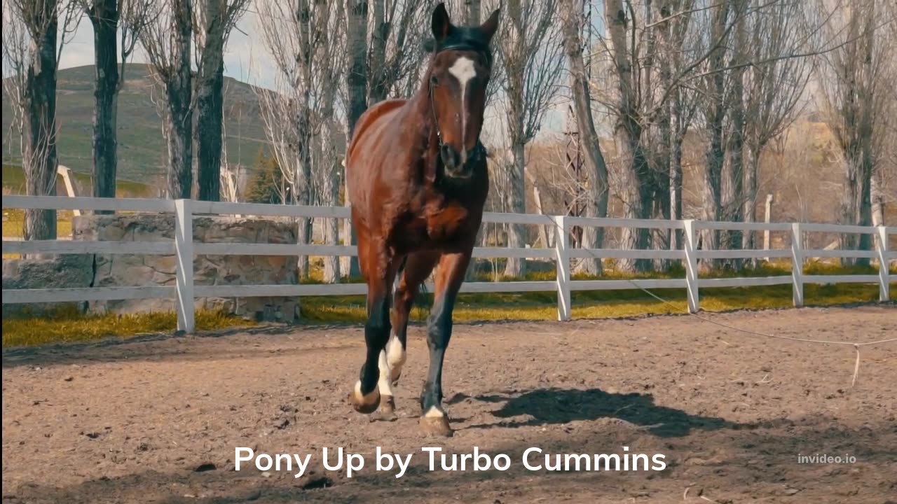 Pony Up by Turbo Cummins