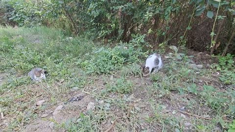 Cute cats who don't get along with each other.